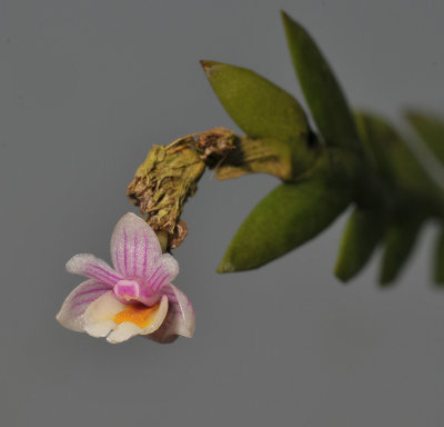 Dendrobium lobulatum. Close-up.