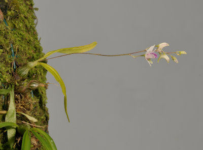 Dendrobium microbulbon.