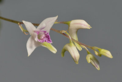 Dendrobium microbulbon. Close-up.