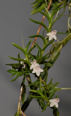 Dendrobium sect. Herpethophyton.