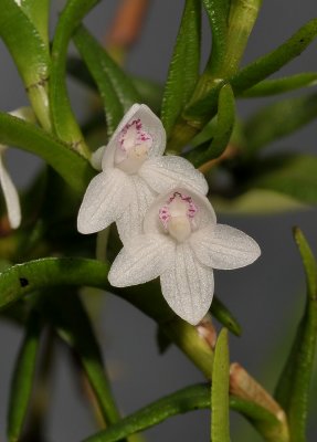 Dendrobium sect. Herpethophyton. Close-up.