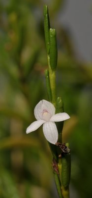 Dendrobium sect. Herpethophyton.