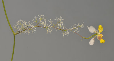 Oncidium heteranthum f. alba. Closer.