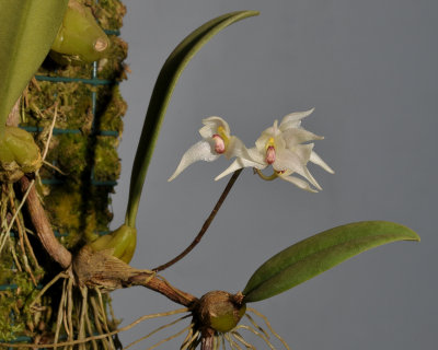 Bulbophyllum acutiflorum. Closer.