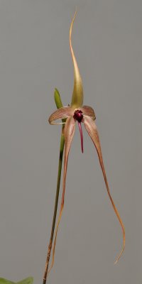 Bulbophyllum echinolabium. Closer.