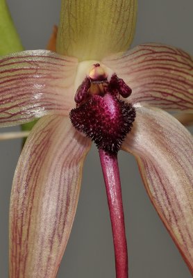Bulbophyllum echinolabium. Close-up.