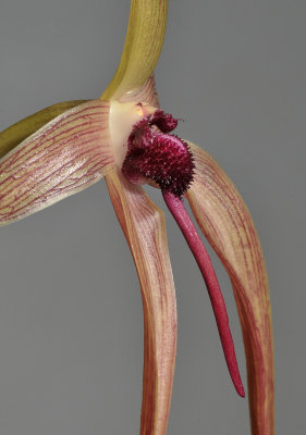 Bulbophyllum echinolabium. Closer side.