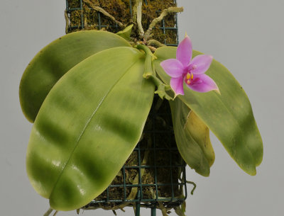 Phalaenopsis violacea.