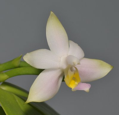 Phalaenopsis violacea. Pale form.