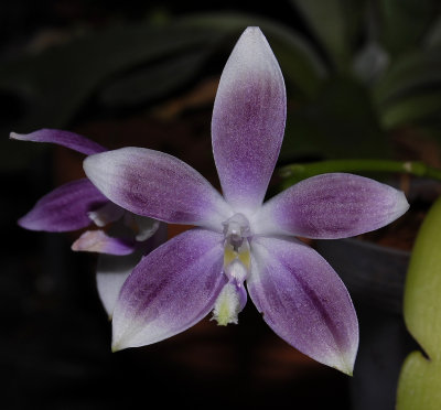 Phalaenopsis speciosa. Purple