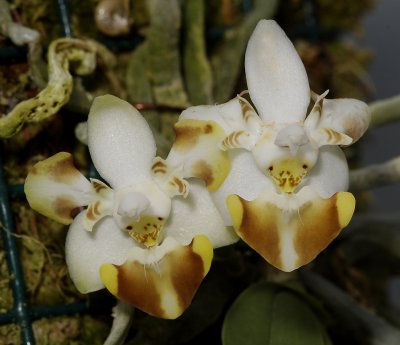 Phalaenopsis lobbii. Peloric.