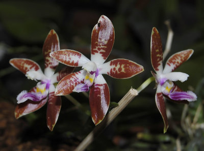 Phalaenopsis corningiana.