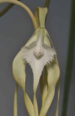 Brassavola cucculata. Close-up.