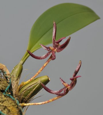 Bulbophyllum patens.