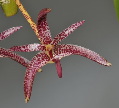 Bulbophyllum patens. Close-up.