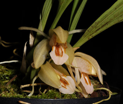 Coelogyne salmonicolor.