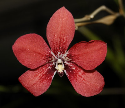 Dendrobium cinnabarinum.