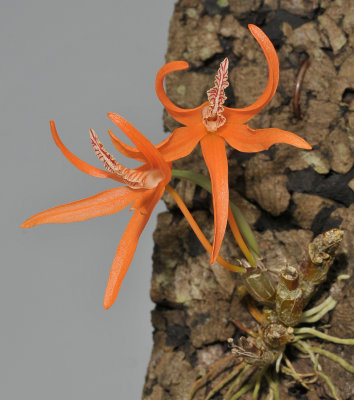 Dendrobium lamyaiae.