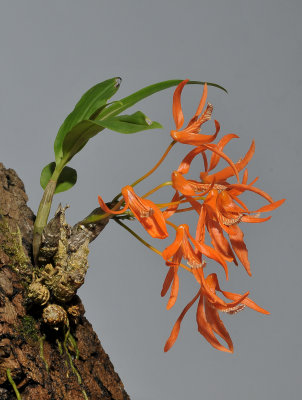 Dendrobium lamyaiae.