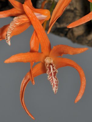 Dendrobium lamyaiae. Close-up.