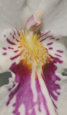 Miltoniopsis phalaenopsis. Close-up.