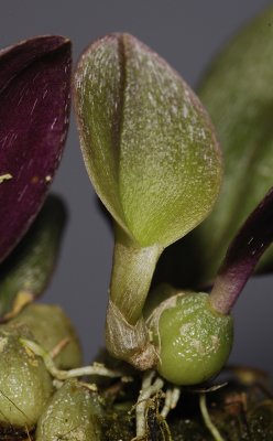 Bulbophyllum dischorense. New growth and roots.