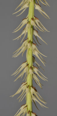 Bulbophyllum cocoinum. Closer.