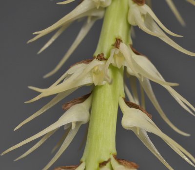 Bulbophyllum cocoinum. Close-up.