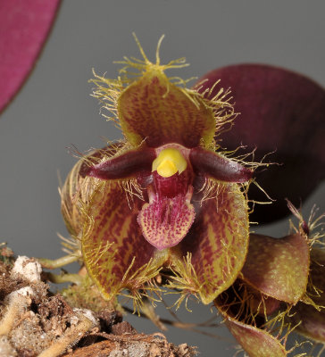 Bulbophyllum dayanum. Closer.