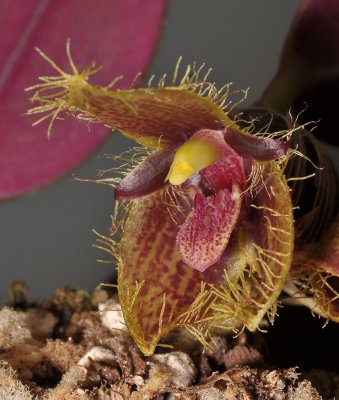 Bulbophyllum dayanum. Close-up.