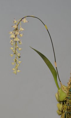 Bulbophyllum lindleyanum