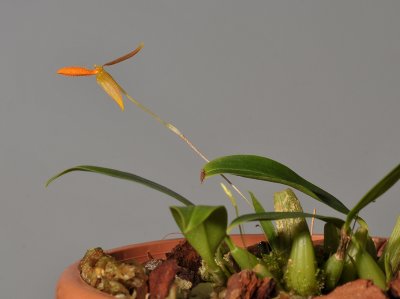 Bulbophyllum pyroglossum