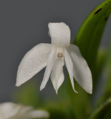 Dendrobium subretusum. Close-up.