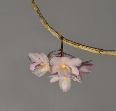 Dendrobium hamatum.