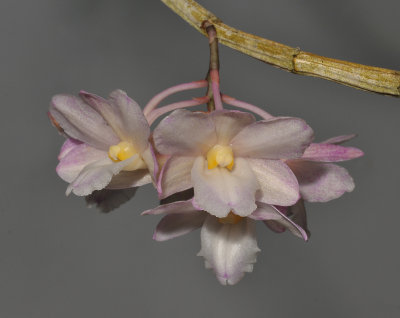 Dendrobium hamatum. Close-up.