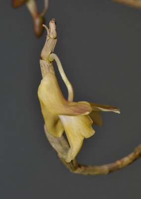 Dendrobium sanguinolentum. Side.