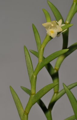 Dendrobium subulatum