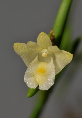 Dendrobium subulatum. Close-up.