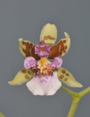 Oncidium riopalenqueanum. Close-up.