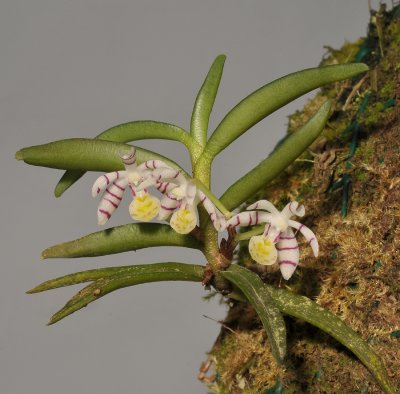 Trichoglottis pusilla.