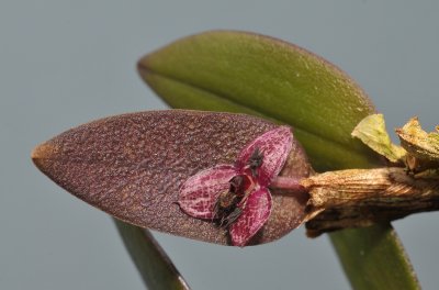 Bulbophyllum tindemansianum.