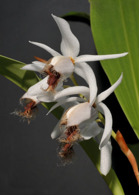 Coelogyne barbata. Closer.