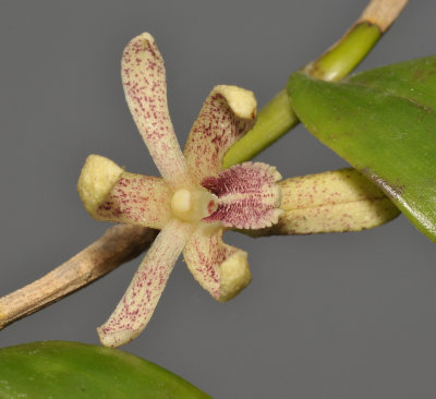 Dendrobium neuroglossum. Close-up.