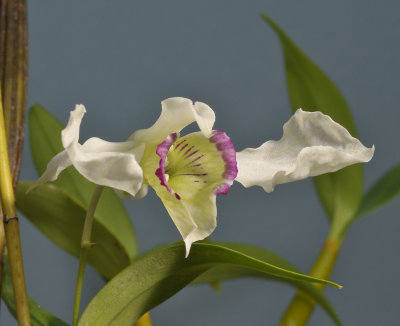 Dendrobium rhodostictum. Close-up.