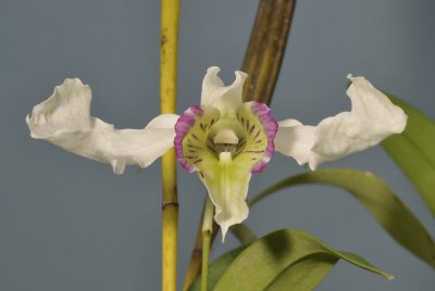 Dendrobium rhodostictum. Close-up front.