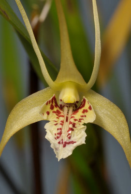 Dendrobium textile. Close-up.