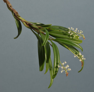 Phreatia sp.
