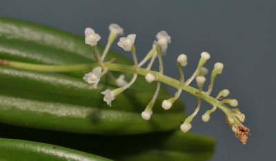 Phreatia spec. Close-up.