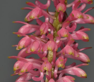 Robiquetia sp. nov. Close-up.