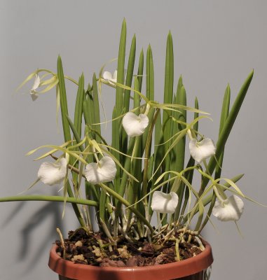 Brassavola nodosa.